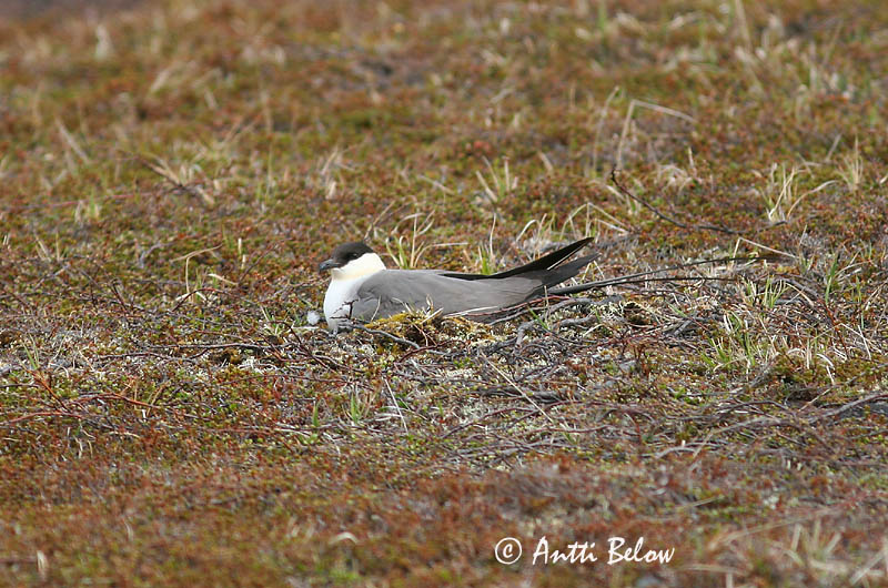 Avainsanat: Paràsit cuallarg Lille kjove Kleinste jager Long-tailed Jaeger Long-tailed Skua Pikksaba-änn Tunturikihu Labbe à longue queue Falkenraubmöwe Nyílfarkú halfarkas Fjallkjói Fjelljo Moleiro-de-cauda-comprida Stercorarius longicaudus Págalo Rabero Fj�