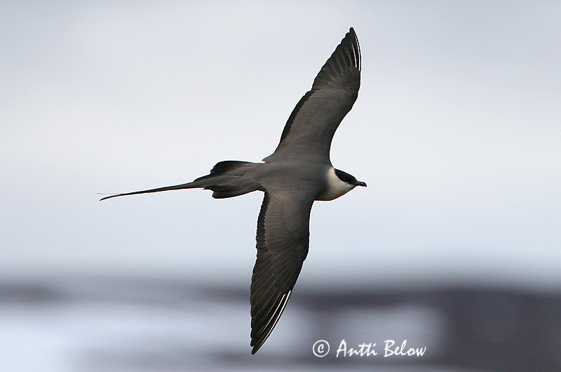 Avainsanat: Paràsit cuallarg Lille kjove Kleinste jager Long-tailed Jaeger Long-tailed Skua Pikksaba-änn Tunturikihu Labbe à longue queue Falkenraubmöwe Nyílfarkú halfarkas Fjallkjói Fjelljo Moleiro-de-cauda-comprida Stercorarius longicaudus Págalo Rabero Fj�