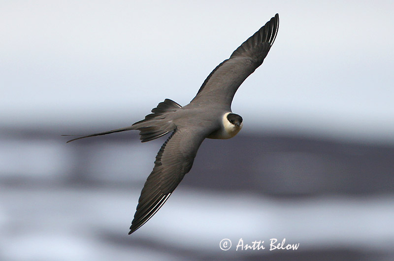 Avainsanat: Paràsit cuallarg Lille kjove Kleinste jager Long-tailed Jaeger Long-tailed Skua Pikksaba-änn Tunturikihu Labbe à longue queue Falkenraubmöwe Nyílfarkú halfarkas Fjallkjói Fjelljo Moleiro-de-cauda-comprida Stercorarius longicaudus Págalo Rabero Fj�