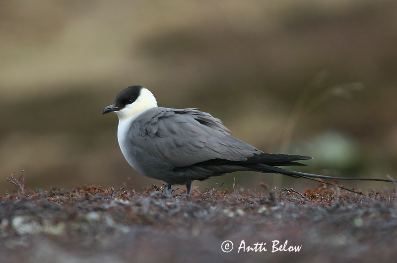 Avainsanat: Paràsit cuallarg Lille kjove Kleinste jager Long-tailed Jaeger Long-tailed Skua Pikksaba-änn Tunturikihu Labbe à longue queue Falkenraubmöwe Nyílfarkú halfarkas Fjallkjói Fjelljo Moleiro-de-cauda-comprida Stercorarius longicaudus Págalo Rabero Fj�