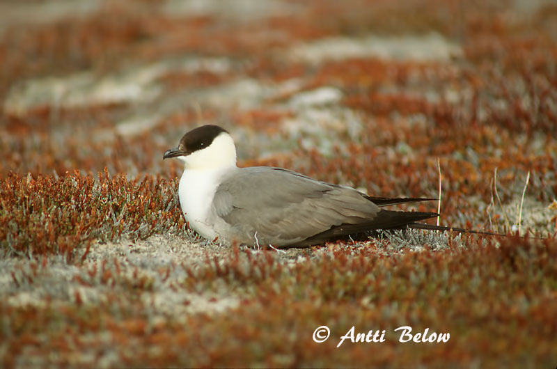 Avainsanat: Paràsit cuallarg Lille kjove Kleinste jager Long-tailed Jaeger Long-tailed Skua Pikksaba-änn Tunturikihu Labbe à longue queue Falkenraubmöwe Nyílfarkú halfarkas Fjallkjói Fjelljo Moleiro-de-cauda-comprida Stercorarius longicaudus Págalo Rabero Fj�