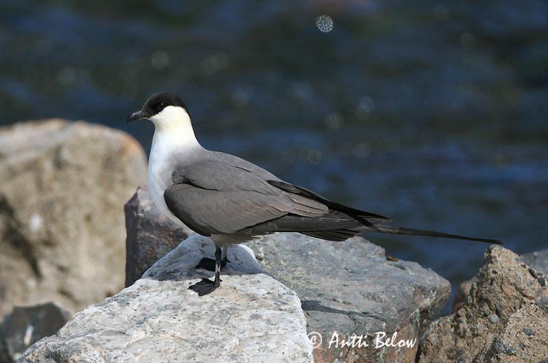 Avainsanat: Paràsit cuallarg Lille kjove Kleinste jager Long-tailed Jaeger Long-tailed Skua Pikksaba-änn Tunturikihu Labbe à longue queue Falkenraubmöwe Nyílfarkú halfarkas Fjallkjói Fjelljo Moleiro-de-cauda-comprida Stercorarius longicaudus Págalo Rabero Fj�