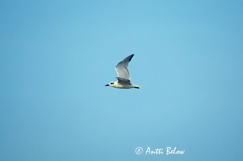 Avainsanat: Curroc Sandterne Lachstern Gull-billed Tern Hietatiira Sterne hansel Kacagócsér Sandþerna Sandterne Gaivina-de-bico-preto Sterna nilotica Sandtärna Gelochelidon nilotica