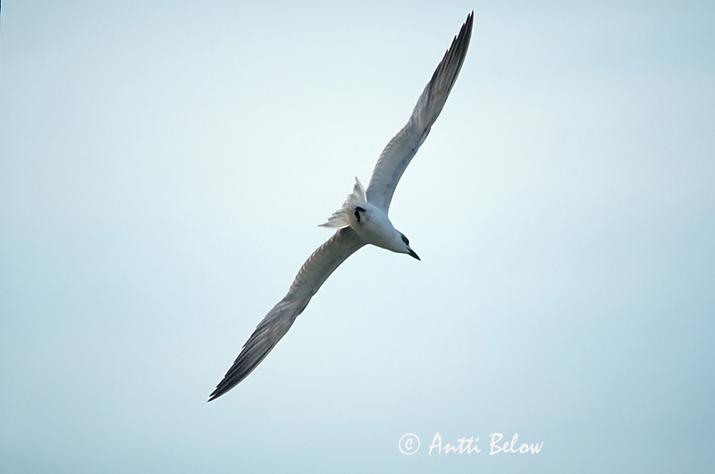 Avainsanat: Curroc Sandterne Lachstern Gull-billed Tern Hietatiira Sterne hansel Kacagócsér Sandþerna Sandterne Gaivina-de-bico-preto Sterna nilotica Sandtärna Gelochelidon nilotica