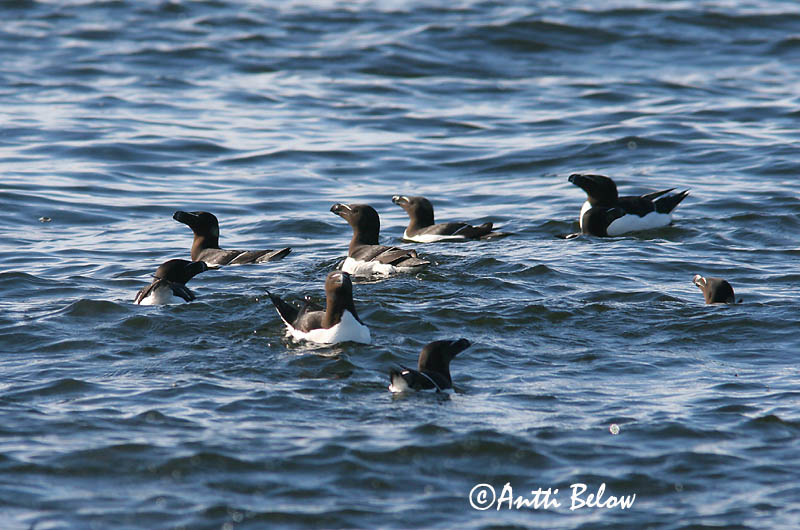 Avainsanat: Gavot Alk Razorbill Ruokki Pingouin torda Tordalk Alka Álka Alke Torda-mergulheira Alca torda Alca Común Tordmule