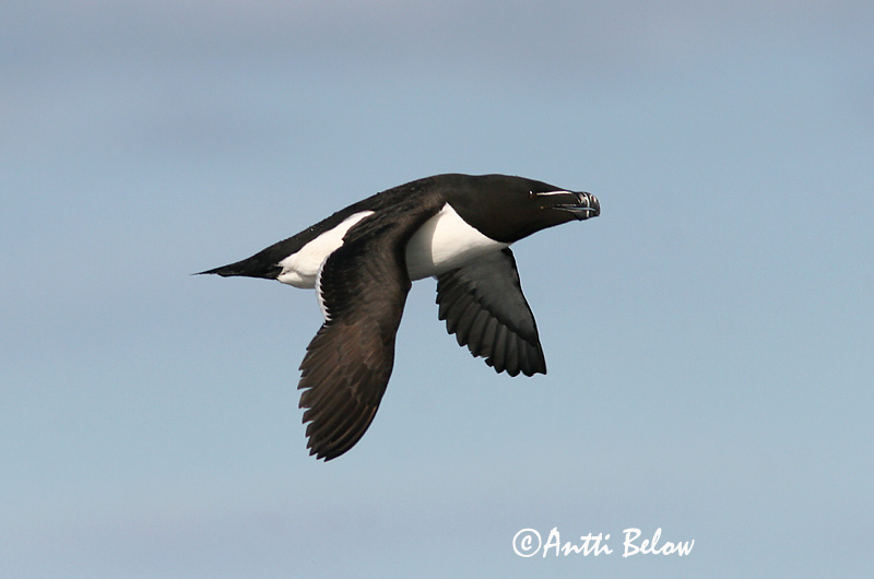 Avainsanat: Gavot Alk Razorbill Ruokki Pingouin torda Tordalk Alka Álka Alke Torda-mergulheira Alca torda Alca Común Tordmule