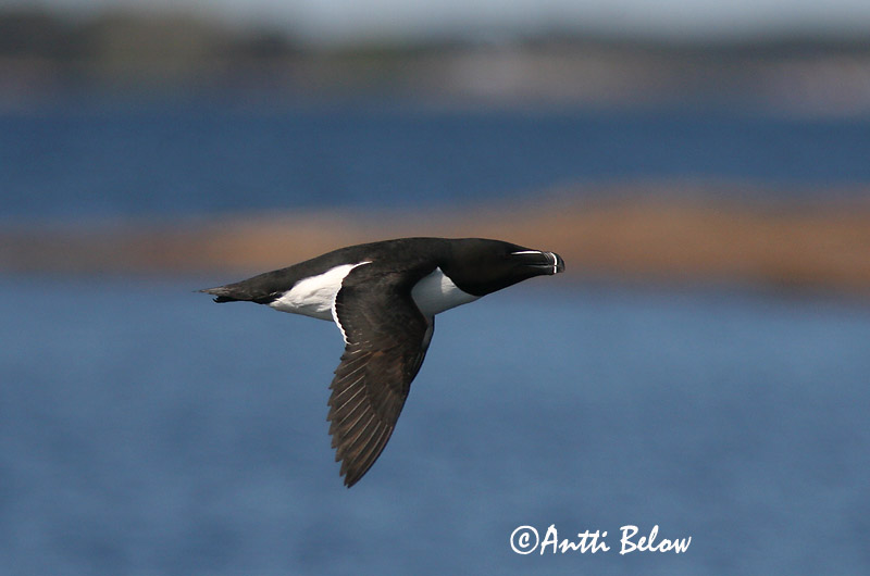 Avainsanat: Gavot Alk Razorbill Ruokki Pingouin torda Tordalk Alka Álka Alke Torda-mergulheira Alca torda Alca Común Tordmule