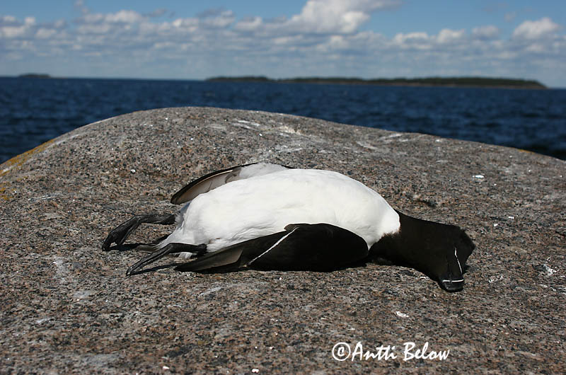 Avainsanat: Gavot Alk Razorbill Ruokki Pingouin torda Tordalk Alka Álka Alke Torda-mergulheira Alca torda Alca Común Tordmule