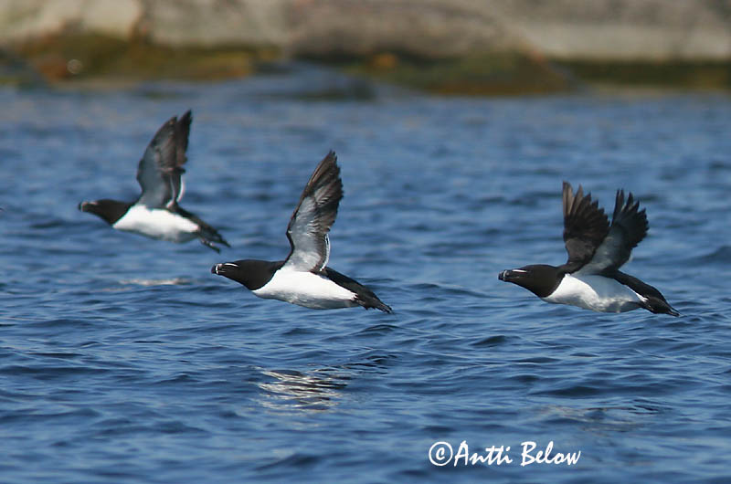 Avainsanat: Gavot Alk Razorbill Ruokki Pingouin torda Tordalk Alka Álka Alke Torda-mergulheira Alca torda Alca Común Tordmule