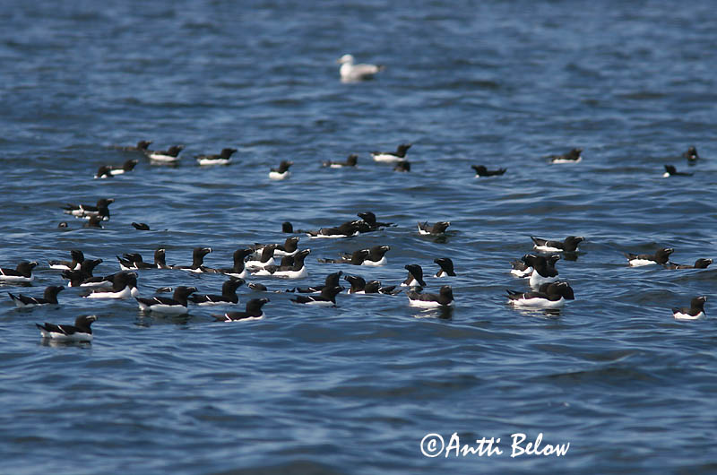 Avainsanat: Gavot Alk Razorbill Ruokki Pingouin torda Tordalk Alka Álka Alke Torda-mergulheira Alca torda Alca Común Tordmule