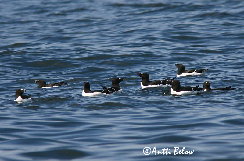 Avainsanat: Gavot Alk Razorbill Ruokki Pingouin torda Tordalk Alka Álka Alke Torda-mergulheira Alca torda Alca Común Tordmule