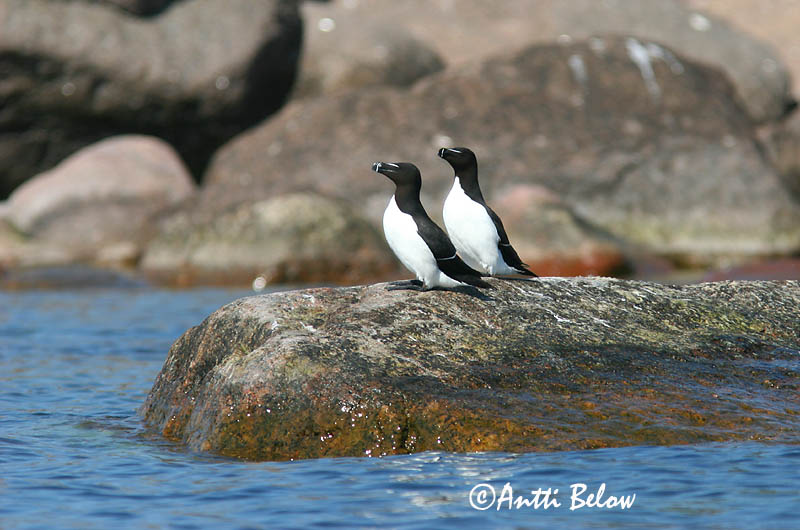 Avainsanat: Gavot Alk Razorbill Ruokki Pingouin torda Tordalk Alka Álka Alke Torda-mergulheira Alca torda Alca Común Tordmule