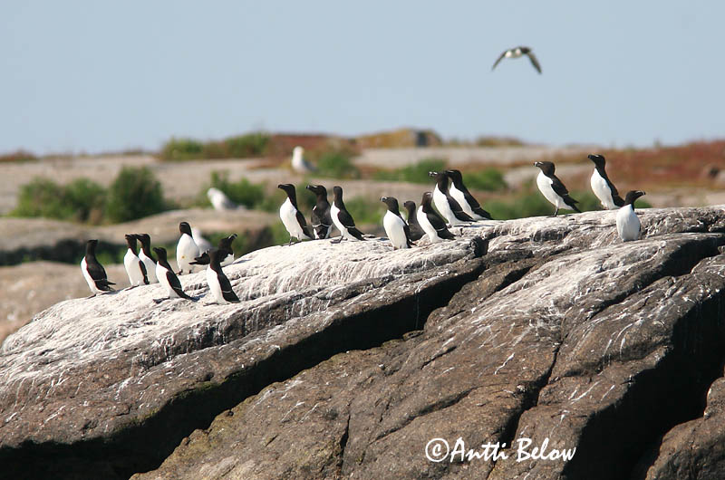 spring, Loviisa
Avainsanat: Gavot Alk Razorbill Ruokki Pingouin torda Tordalk Alka Álka Alke Torda-mergulheira Alca torda Alca Común Tordmule
