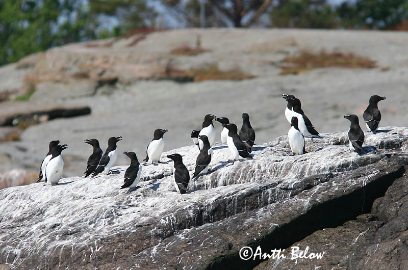 spring, Loviisa
Avainsanat: Gavot Alk Razorbill Ruokki Pingouin torda Tordalk Alka Álka Alke Torda-mergulheira Alca torda Alca Común Tordmule