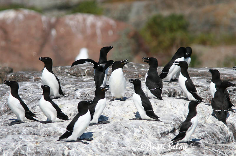 spring, Loviisa
Avainsanat: Gavot Alk Razorbill Ruokki Pingouin torda Tordalk Alka Álka Alke Torda-mergulheira Alca torda Alca Común Tordmule