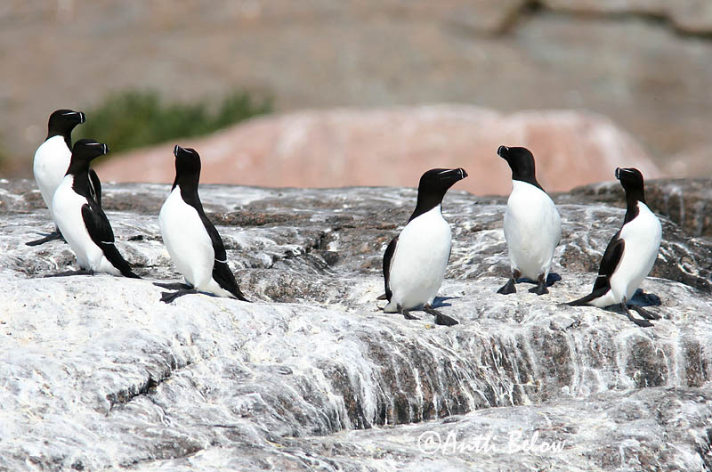 spring, Loviisa
Avainsanat: Gavot Alk Razorbill Ruokki Pingouin torda Tordalk Alka Álka Alke Torda-mergulheira Alca torda Alca Común Tordmule