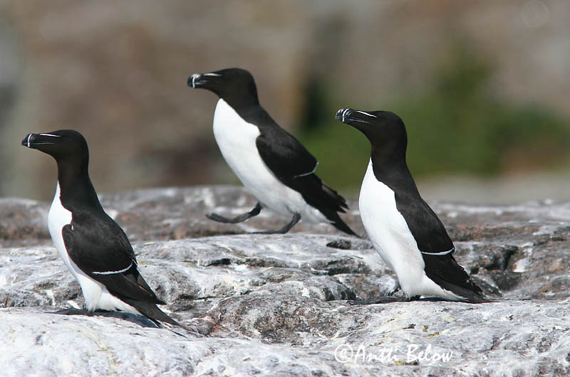 spring, Loviisa
Avainsanat: Gavot Alk Razorbill Ruokki Pingouin torda Tordalk Alka Álka Alke Torda-mergulheira Alca torda Alca Común Tordmule