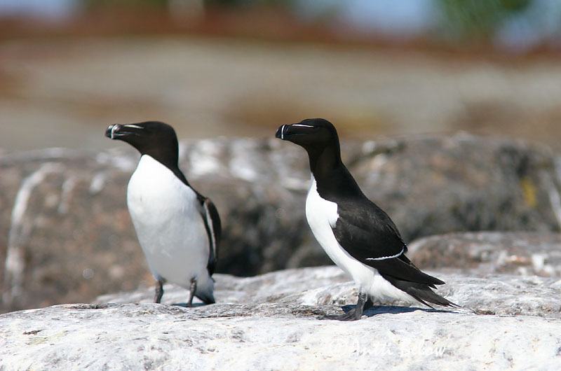 Avainsanat: Gavot Alk Razorbill Ruokki Pingouin torda Tordalk Alka Álka Alke Torda-mergulheira Alca torda Alca Común Tordmule