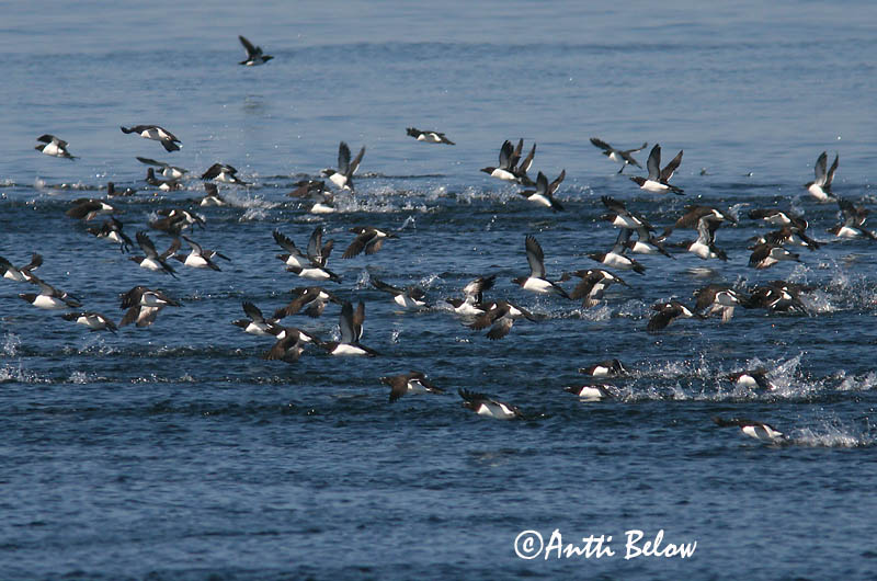 Avainsanat: Gavot Alk Razorbill Ruokki Pingouin torda Tordalk Alka Álka Alke Torda-mergulheira Alca torda Alca Común Tordmule