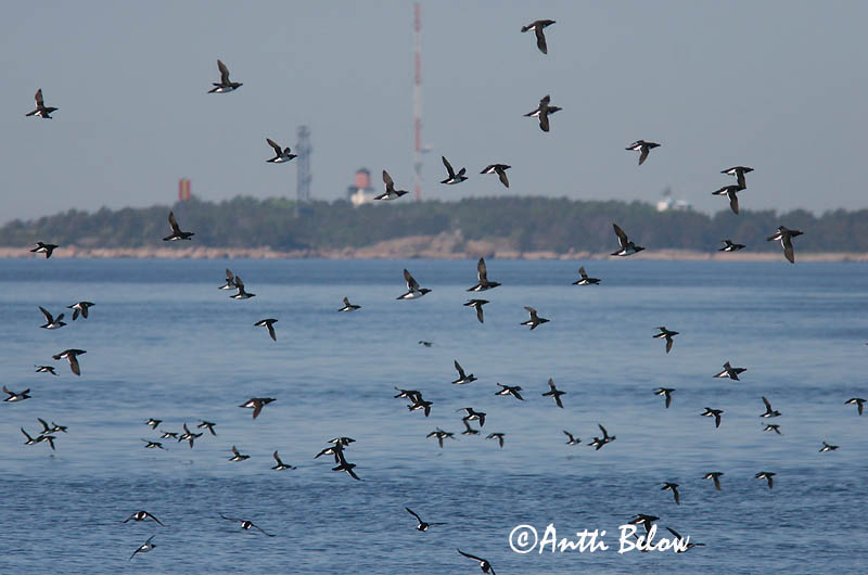 Avainsanat: Gavot Alk Razorbill Ruokki Pingouin torda Tordalk Alka Álka Alke Torda-mergulheira Alca torda Alca Común Tordmule