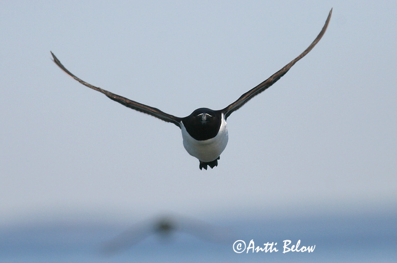 Avainsanat: Gavot Alk Razorbill Ruokki Pingouin torda Tordalk Alka Álka Alke Torda-mergulheira Alca torda Alca Común Tordmule