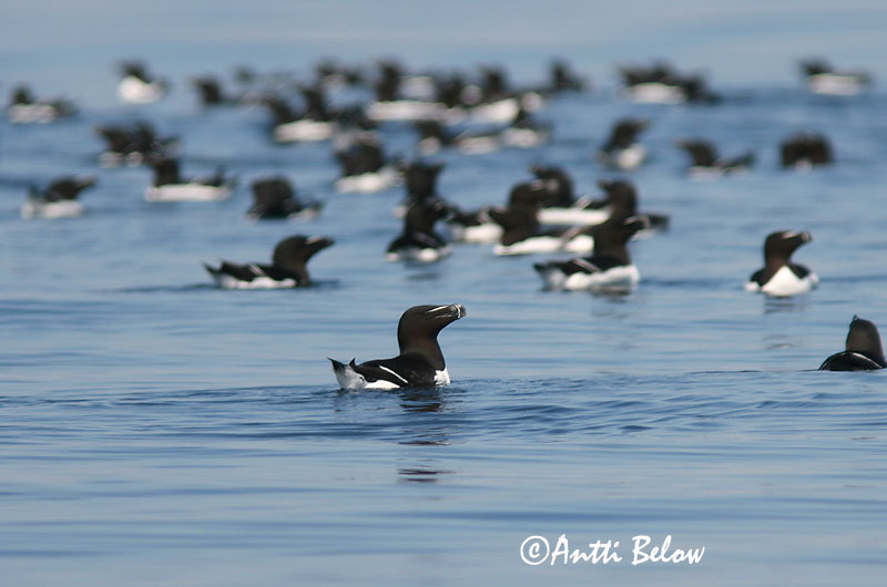 Avainsanat: Gavot Alk Razorbill Ruokki Pingouin torda Tordalk Alka Álka Alke Torda-mergulheira Alca torda Alca Común Tordmule
