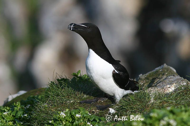 spring, Norway
Avainsanat: Gavot Alk Razorbill Ruokki Pingouin torda Tordalk Alka Álka Alke Torda-mergulheira Alca torda Alca Común Tordmule