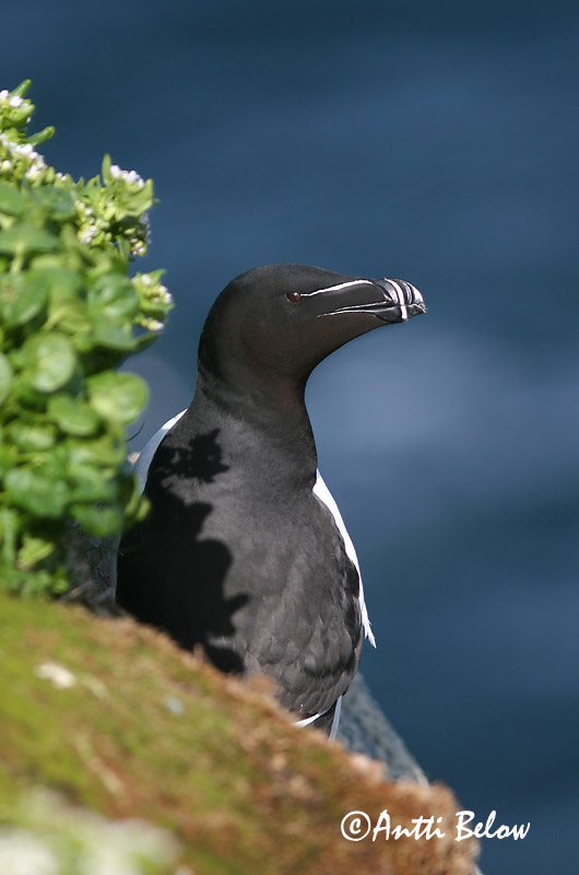 spring, Norway
Avainsanat: Gavot Alk Razorbill Ruokki Pingouin torda Tordalk Alka Álka Alke Torda-mergulheira Alca torda Alca Común Tordmule