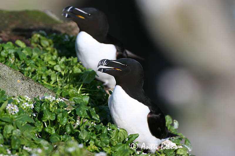 spring, Norway
Avainsanat: Gavot Alk Razorbill Ruokki Pingouin torda Tordalk Alka Álka Alke Torda-mergulheira Alca torda Alca Común Tordmule