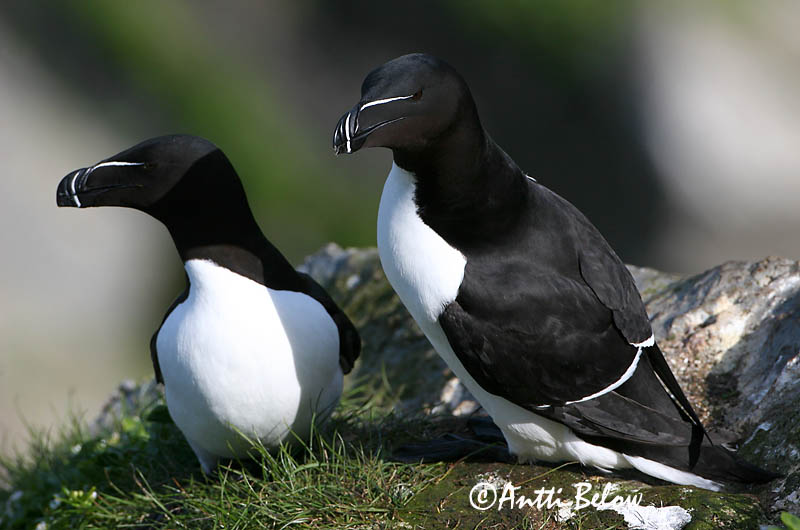 spring, Norway
Avainsanat: Gavot Alk Razorbill Ruokki Pingouin torda Tordalk Alka Álka Alke Torda-mergulheira Alca torda Alca Común Tordmule