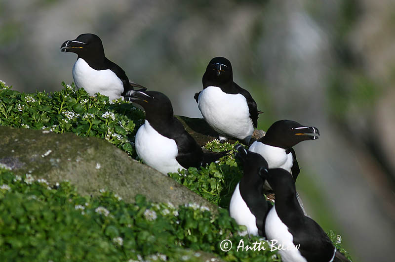 spring, Norway
Avainsanat: Gavot Alk Razorbill Ruokki Pingouin torda Tordalk Alka Álka Alke Torda-mergulheira Alca torda Alca Común Tordmule