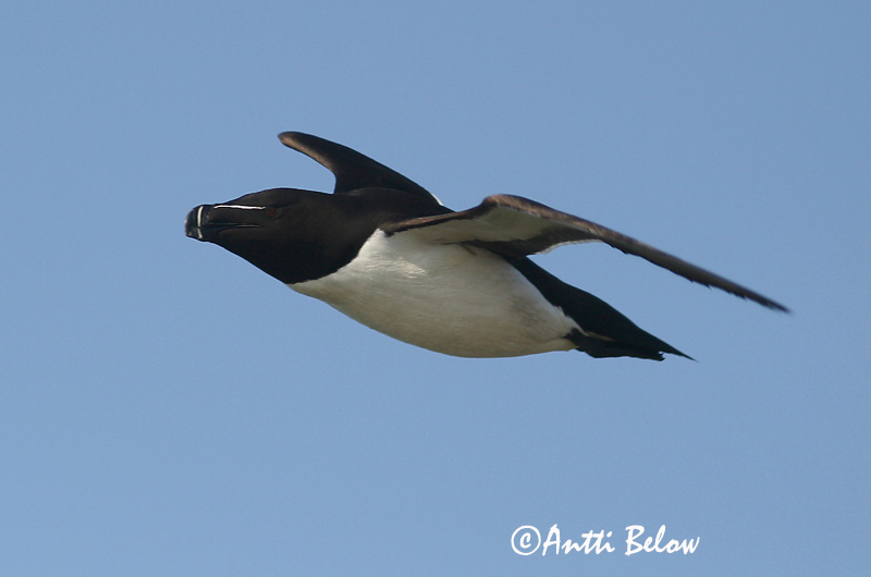 Avainsanat: Gavot Alk Razorbill Ruokki Pingouin torda Tordalk Alka Álka Alke Torda-mergulheira Alca torda Alca Común Tordmule