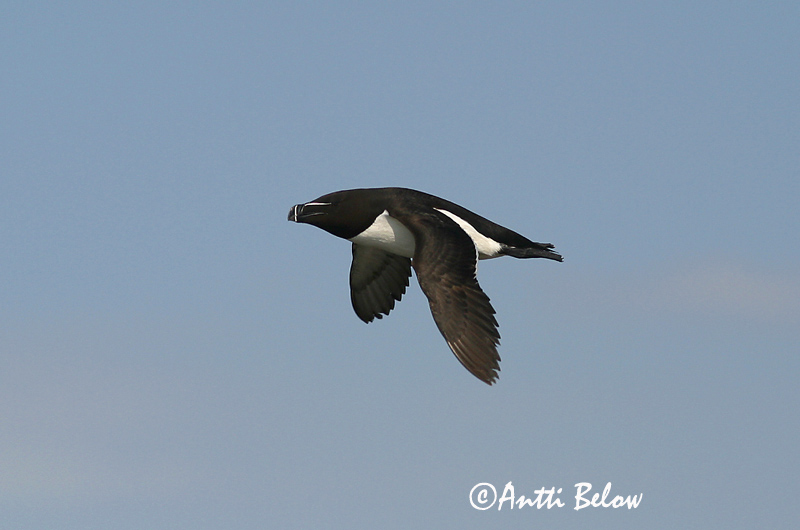 Avainsanat: Gavot Alk Razorbill Ruokki Pingouin torda Tordalk Alka Álka Alke Torda-mergulheira Alca torda Alca Común Tordmule