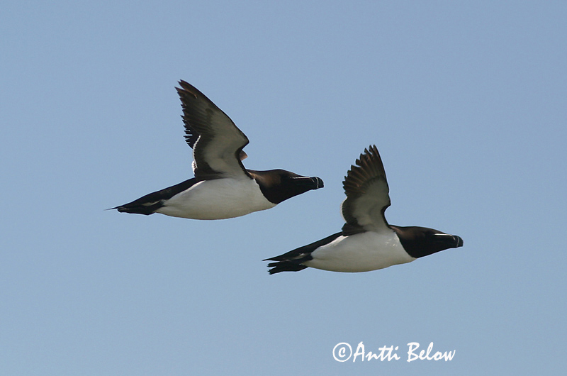Avainsanat: Gavot Alk Razorbill Ruokki Pingouin torda Tordalk Alka Álka Alke Torda-mergulheira Alca torda Alca Común Tordmule