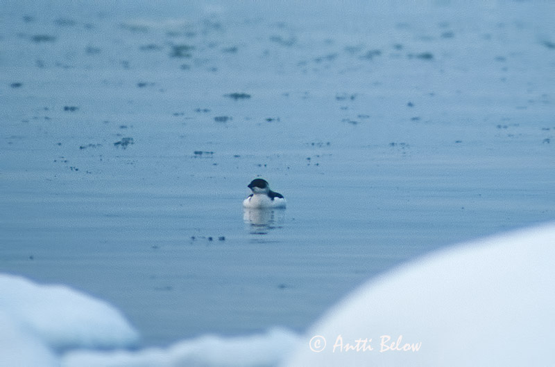 Hanko, Finland
Avainsanat: Gavotí Søkonge Kleine alk Little Auk Väikealk Pikkuruokki Mergule nain Krabbentaucher Alkabukó Haftyrðill Alkekonge Torda-anã Alle alle Mérgulo Atlántico Alkekung