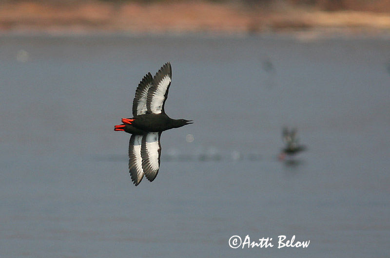 Avainsanat: Somorgollaire alablanc Gejrfugl Zwarte zeekoet Black Guillemot Krüüsel Riskilä Guillemot à miroir Gryllteiste Fekete lumma Teista Teist Arau-d'asa-branca Cepphus grylle Arao Aliblanco Tobisgrissla