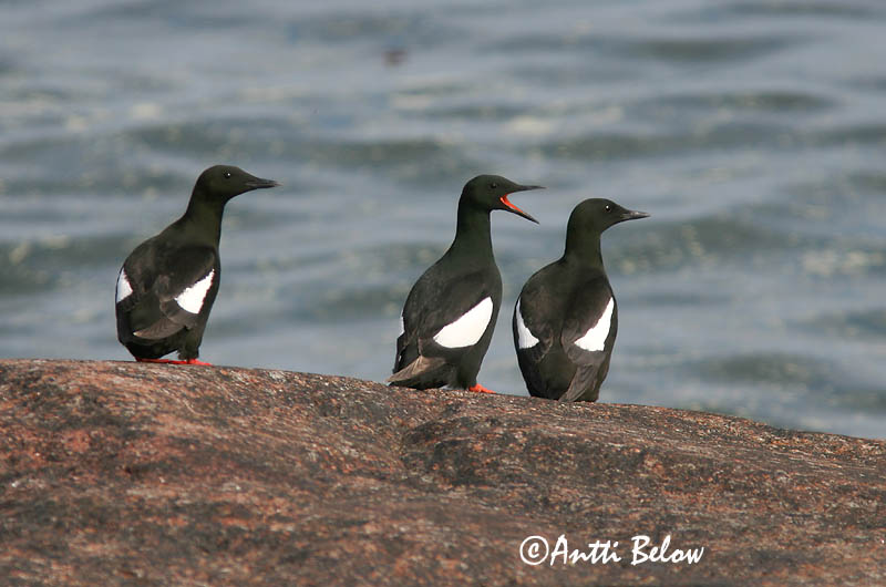 Avainsanat: Somorgollaire alablanc Gejrfugl Zwarte zeekoet Black Guillemot Krüüsel Riskilä Guillemot à miroir Gryllteiste Fekete lumma Teista Teist Arau-d'asa-branca Cepphus grylle Arao Aliblanco Tobisgrissla