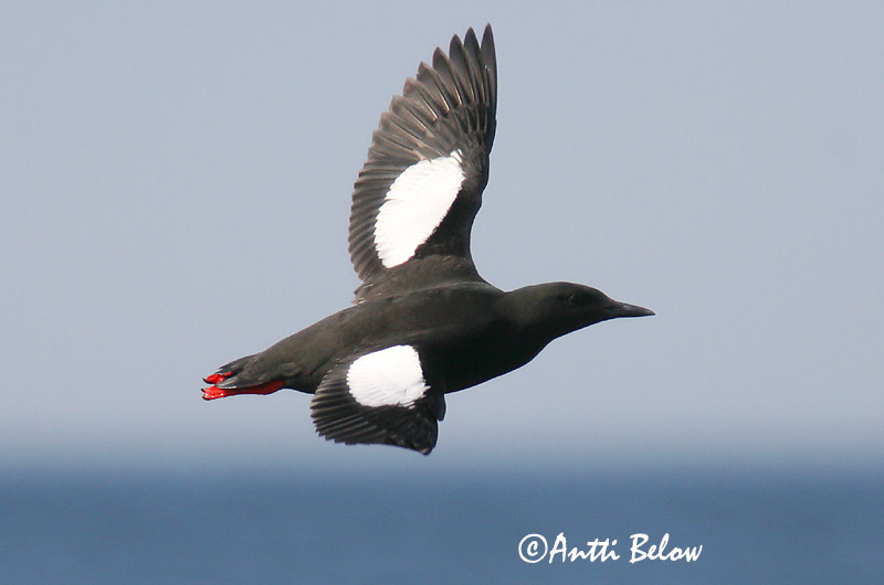Avainsanat: Somorgollaire alablanc Gejrfugl Zwarte zeekoet Black Guillemot Krüüsel Riskilä Guillemot à miroir Gryllteiste Fekete lumma Teista Teist Arau-d'asa-branca Cepphus grylle Arao Aliblanco Tobisgrissla