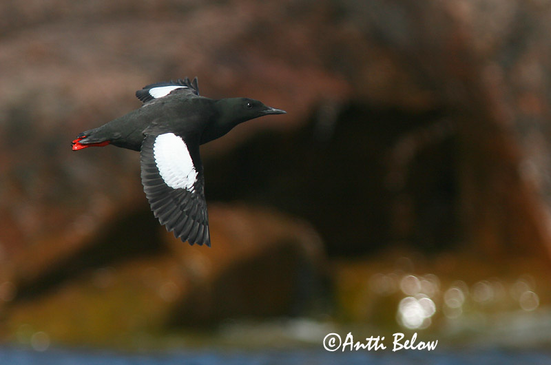 Avainsanat: Somorgollaire alablanc Gejrfugl Zwarte zeekoet Black Guillemot Krüüsel Riskilä Guillemot à miroir Gryllteiste Fekete lumma Teista Teist Arau-d'asa-branca Cepphus grylle Arao Aliblanco Tobisgrissla