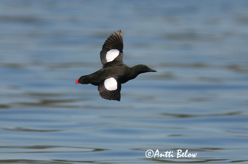 Avainsanat: Somorgollaire alablanc Gejrfugl Zwarte zeekoet Black Guillemot Krüüsel Riskilä Guillemot à miroir Gryllteiste Fekete lumma Teista Teist Arau-d'asa-branca Cepphus grylle Arao Aliblanco Tobisgrissla