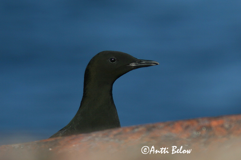 Avainsanat: Somorgollaire alablanc Gejrfugl Zwarte zeekoet Black Guillemot Krüüsel Riskilä Guillemot à miroir Gryllteiste Fekete lumma Teista Teist Arau-d'asa-branca Cepphus grylle Arao Aliblanco Tobisgrissla