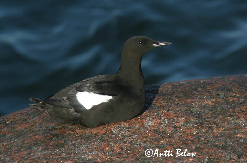 Avainsanat: Somorgollaire alablanc Gejrfugl Zwarte zeekoet Black Guillemot Krüüsel Riskilä Guillemot à miroir Gryllteiste Fekete lumma Teista Teist Arau-d'asa-branca Cepphus grylle Arao Aliblanco Tobisgrissla