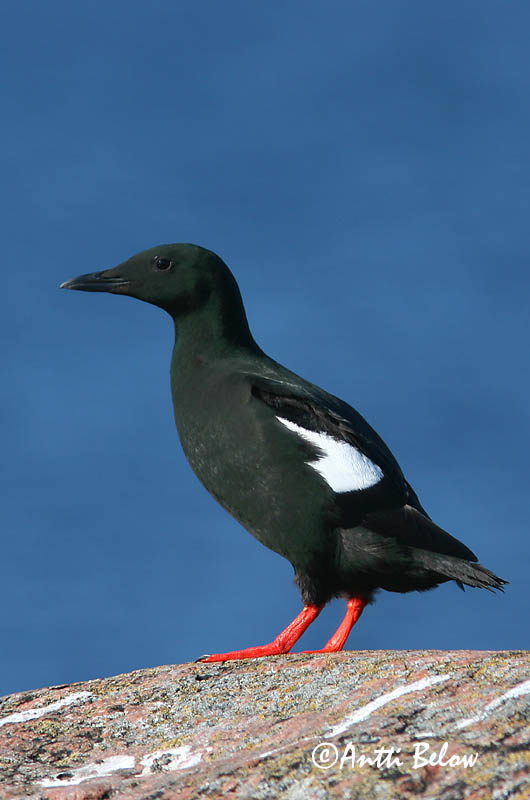 Avainsanat: Somorgollaire alablanc Gejrfugl Zwarte zeekoet Black Guillemot Krüüsel Riskilä Guillemot à miroir Gryllteiste Fekete lumma Teista Teist Arau-d'asa-branca Cepphus grylle Arao Aliblanco Tobisgrissla