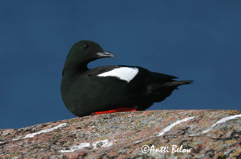 Avainsanat: Somorgollaire alablanc Gejrfugl Zwarte zeekoet Black Guillemot Krüüsel Riskilä Guillemot à miroir Gryllteiste Fekete lumma Teista Teist Arau-d'asa-branca Cepphus grylle Arao Aliblanco Tobisgrissla