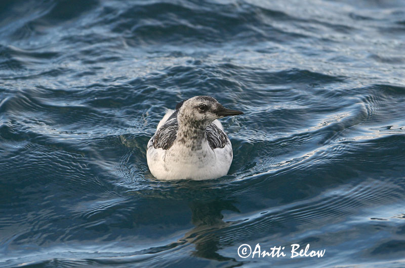 Avainsanat: Somorgollaire alablanc Gejrfugl Zwarte zeekoet Black Guillemot Krüüsel Riskilä Guillemot à miroir Gryllteiste Fekete lumma Teista Teist Arau-d'asa-branca Cepphus grylle Arao Aliblanco Tobisgrissla