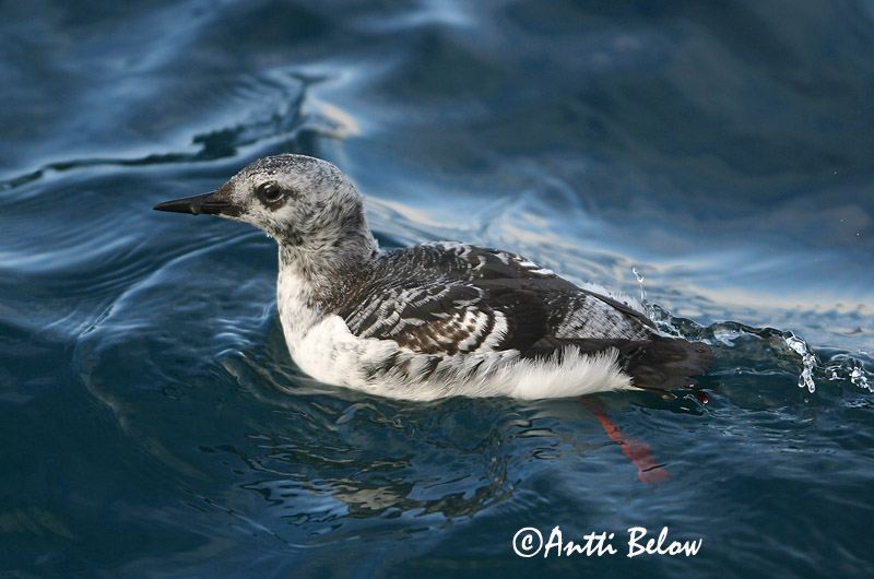 Avainsanat: Somorgollaire alablanc Gejrfugl Zwarte zeekoet Black Guillemot Krüüsel Riskilä Guillemot à miroir Gryllteiste Fekete lumma Teista Teist Arau-d'asa-branca Cepphus grylle Arao Aliblanco Tobisgrissla
