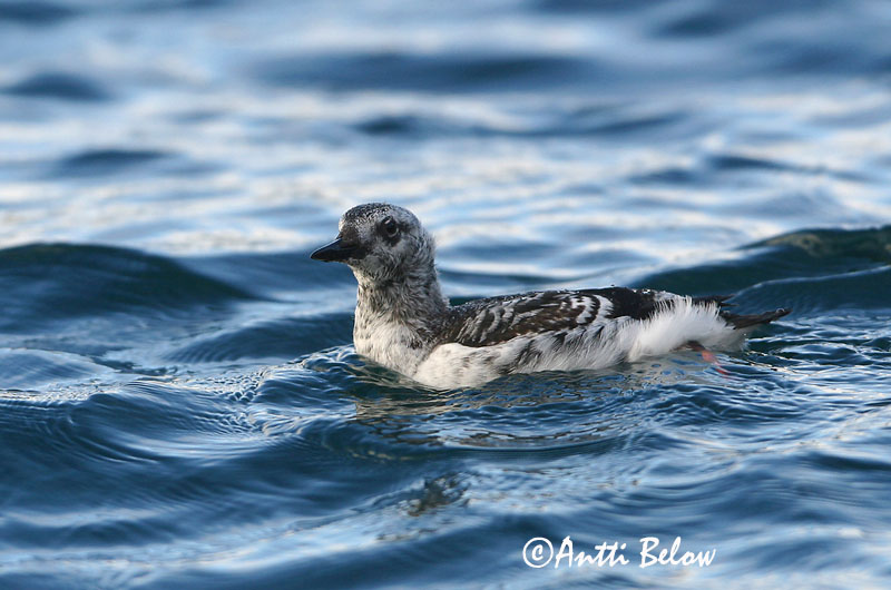 Avainsanat: Somorgollaire alablanc Gejrfugl Zwarte zeekoet Black Guillemot Krüüsel Riskilä Guillemot à miroir Gryllteiste Fekete lumma Teista Teist Arau-d'asa-branca Cepphus grylle Arao Aliblanco Tobisgrissla
