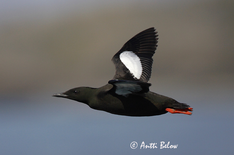 Avainsanat: Somorgollaire alablanc Gejrfugl Zwarte zeekoet Black Guillemot Krüüsel Riskilä Guillemot à miroir Gryllteiste Fekete lumma Teista Teist Arau-d'asa-branca Cepphus grylle Arao Aliblanco Tobisgrissla