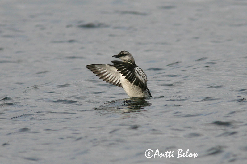 Avainsanat: Somorgollaire alablanc Gejrfugl Zwarte zeekoet Black Guillemot Krüüsel Riskilä Guillemot à miroir Gryllteiste Fekete lumma Teista Teist Arau-d'asa-branca Cepphus grylle Arao Aliblanco Tobisgrissla