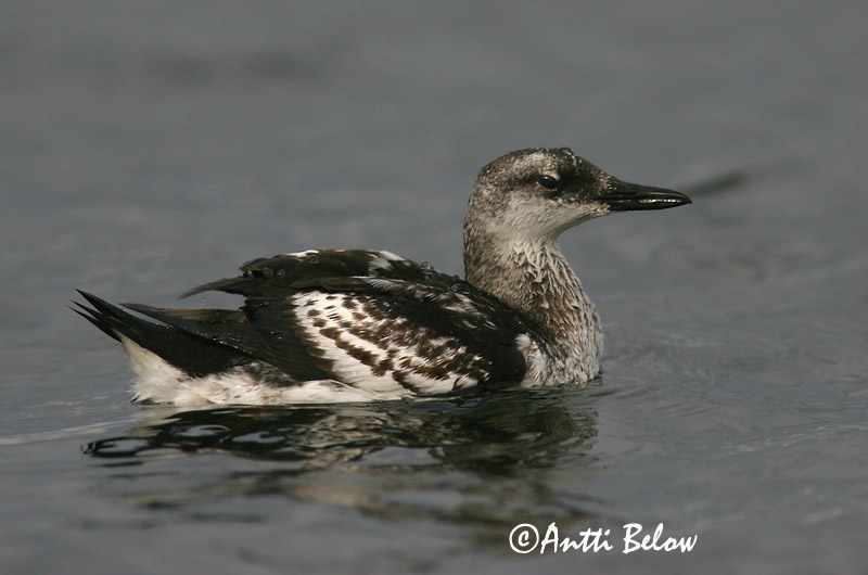 Avainsanat: Somorgollaire alablanc Gejrfugl Zwarte zeekoet Black Guillemot Krüüsel Riskilä Guillemot à miroir Gryllteiste Fekete lumma Teista Teist Arau-d'asa-branca Cepphus grylle Arao Aliblanco Tobisgrissla